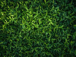 Fototapeta premium Verdant Canopy, A lush expanse of vibrant green leaves creates a dense, textured tapestry of foliage from an overhead perspective. overhead, perspective, nature, plant, growth, botanical, garden