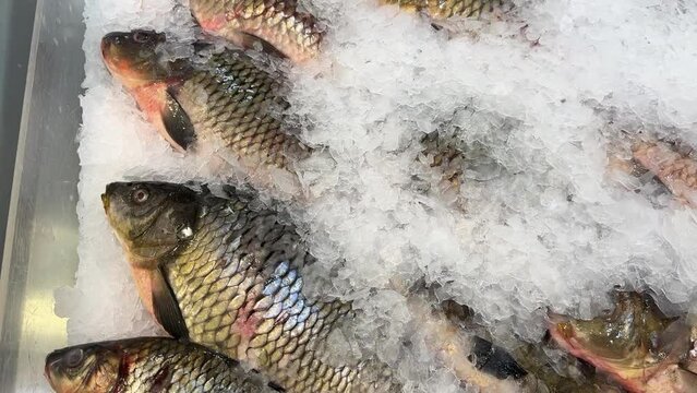Raw fresh frozen fish in the form of carp on shallow ice at the seafood market. An open shelf at the fish market. Close-up