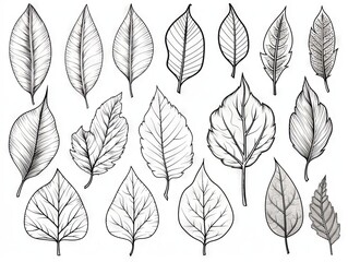 Fototapeta premium Assorted leaf outlines for creative coloring activities - detailed botanical illustration vector set