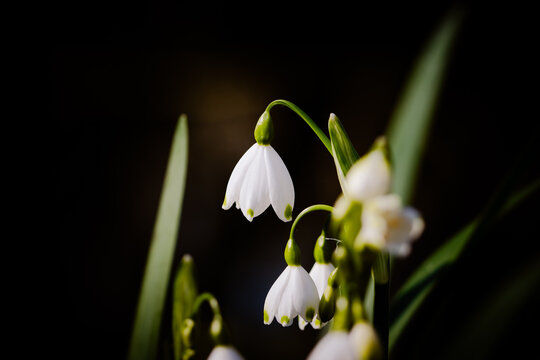 spring bells (Leucojum vernum) on an almost black background, location 2100 Deurne, Antwerp