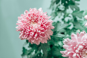 Chrysanthemums on a green background.Chrysanthemums and asters flowers. Delicate floral background in pastel colors. Autumn perennial flowers. Bush double chrysanthemum flower. Beautiful pink and