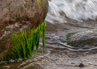 rocky sea shore, rocks overgrown with green sea grass, water interaction with grass