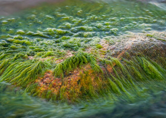 rocky sea shore, rocks overgrown with green sea grass, water interaction with grass
