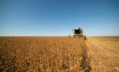 Naklejka premium Harvesting of soybean