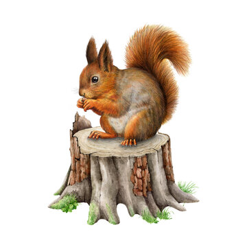 Red squirrel on a tree stump. Watercolor painted illustration. Hand drawn cute squirrel siting on a wooden tree stump. Forest wildlife nature scene. Forest animal on white background