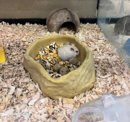 a pet hamster eating a meal