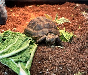 a pet turtle on the ground