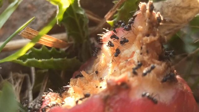 Black ants surround the fallen fruit