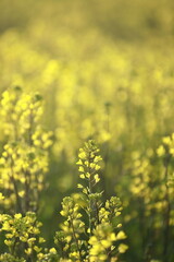 満開前の菜の花畑