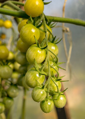 bunches of small cherry tomatoes in a film greenhouse, autumn