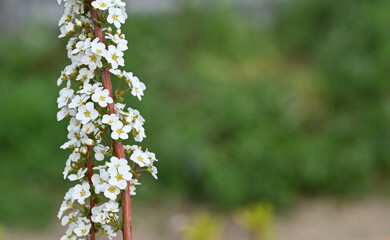 縦に伸びるユキヤナギ