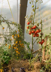 bunches of small cherry tomatoes in a film greenhouse, autumn