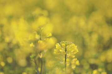 満開前の菜の花畑