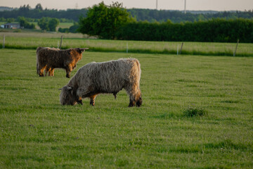  Highland breed.Big horned cows chews grass.Farming and cow breeding.Furry highland cows graze on the green meadow.Red cows and calf in the pasture in the sunshine at sunset 