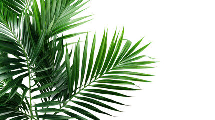 palm with green leaves isolated on transparent and white background.PNG image.