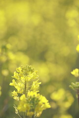 満開前の菜の花畑