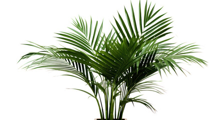 palm with green leaves isolated on transparent and white background.PNG image.