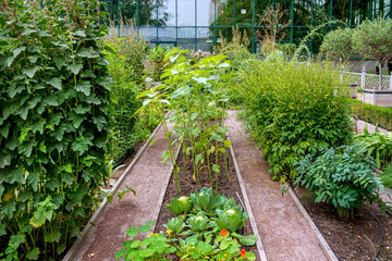 Walkway with beautiful plants  in garden