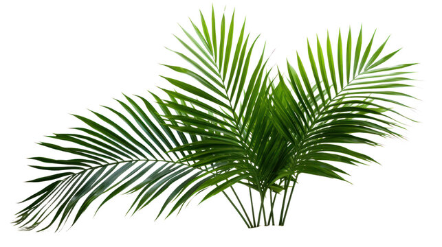 palm with green leaves isolated on transparent and white background.PNG image.