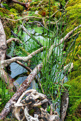 landscape with moss and river