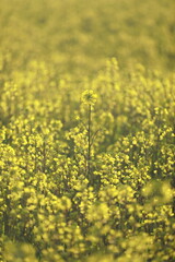 満開前の菜の花畑
