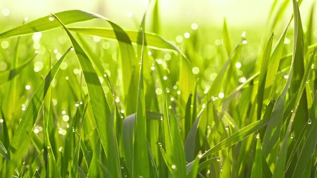 dew drops on green grass  in the morning with sunshine .  Drops of water on the green leaves.