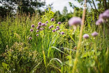 chive flowers in the garden