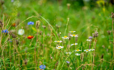 sumer meadwo with different flowers