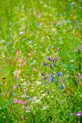 sumer meadwo with different flowers