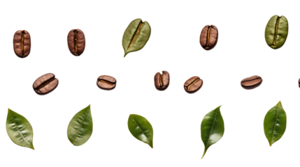 Top-down view of water drops on coffee leaves and seeds