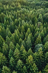 Fototapeta premium Aerial view of a dense forest, perfect for nature backgrounds