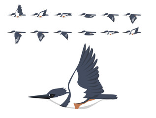 Bird Belted Kingfisher Flying Animation Sequence Cartoon Vector