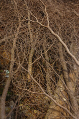 texture of pile of dry branches