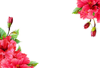 Hibiscus flowers in tropical corner arrangements isolated on white or transparent background