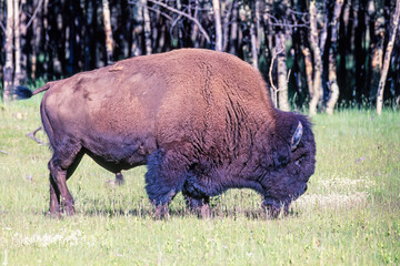 American bison bull on a meadow by a forest