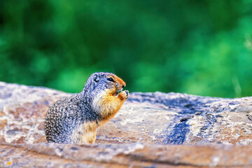 Ground squirrel on a rock in the canadian wilderness