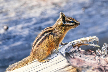 Least chipmunk on a wooden log in the nature