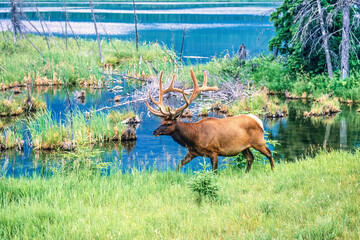 Big Elk walking on a meadow by a lake