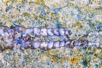 Fossil on a rock with lichen