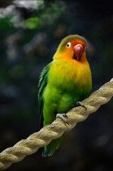 ルリゴシボタンインコ