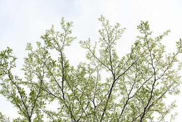 Trees sprouted up new green leaves in spring. Spring scenery.