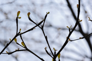 Trees sprouted up new green leaves in spring. Spring scenery.Trees growing. Small leaves on branches.