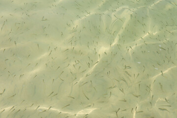 Clear surface Shoal of fish in seawater, small fish on the surface of the sea water.Many sea fishes...