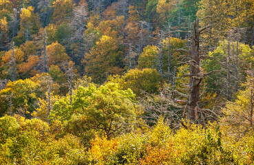 Naklejka premium Shenandoah National Park along the Blue Ridge Mountains in Virginia