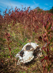 A Skull in Big Meadows at Shenandoah National Park along the Blue Ridge Mountains in Virginia During Autumn