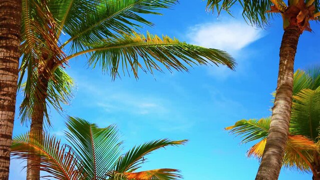 Background of blue summer sky with bright palm tree branches. Bottom view of a palm tree. Tropical beach holiday landscape. Relaxation at sea. Spring break.
