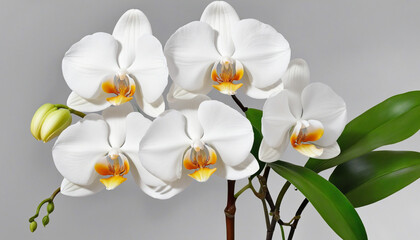 Naklejka na ściany i meble Watercolor Illustration of White Phalaenopsis Orchid colorful background