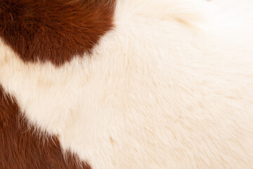 Detailed closeup showing the natural texture and pattern of brown and white cowhide fur texture...