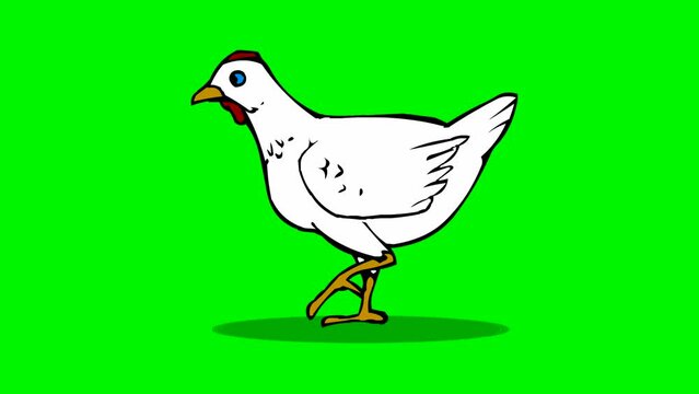Walking chicken on green screen. Cartoon animated illustration of chicken