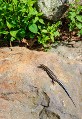 Colorful Juvenile Five-lined Skink at Shenandoah National Park along the Blue Ridge Mountains in Virginia